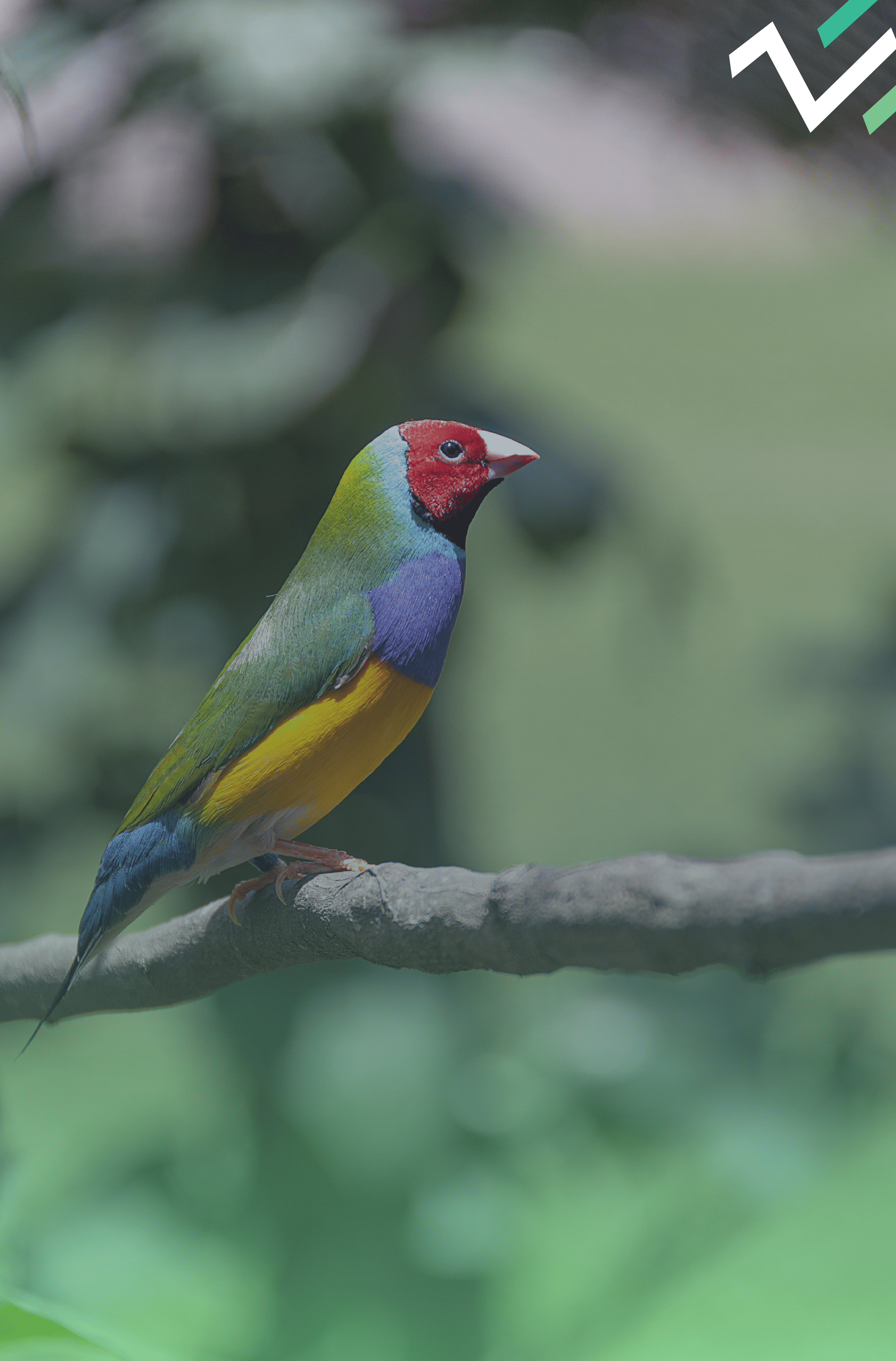 Pájaro en la naturaleza